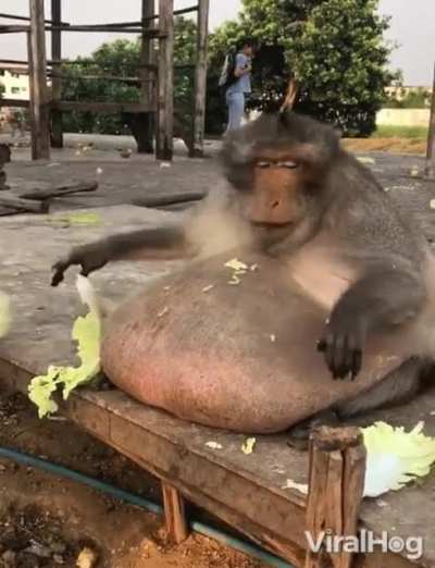 Return to monk&eacute; eat lettuce