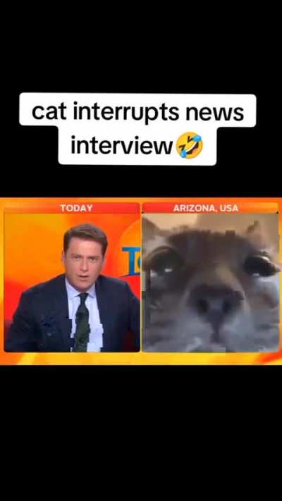 O melhor ser humano é o gato 🐱