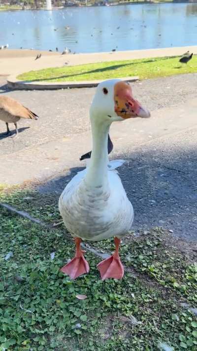 big talkative buddy
