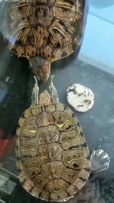 Turtle Slapping Turtle