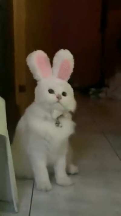 The Easter Kitty