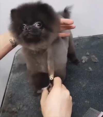 i need the confidence this dog has