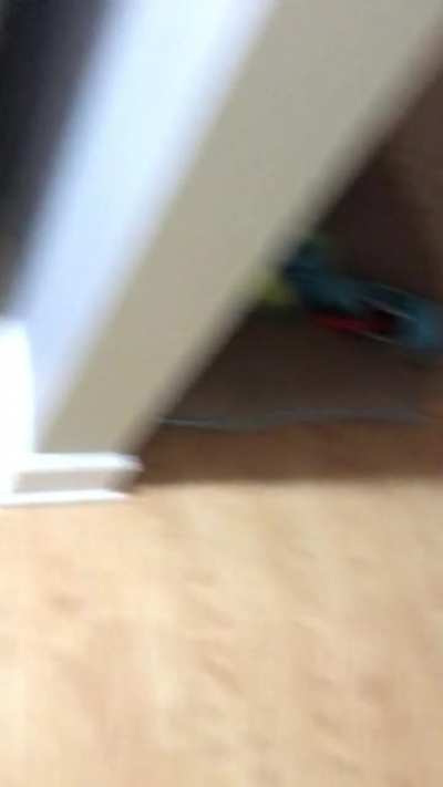 Move along just a dog eating some dog food