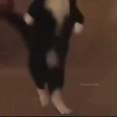 Cursed_commet