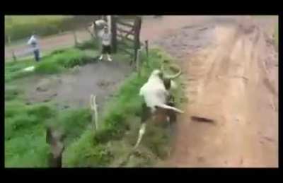 Bull makes dogs fly