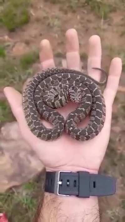 A hog nose snake&rsquo;s mesmerizing defensive display