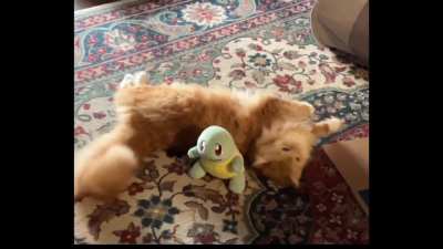 Squirtle used tackle