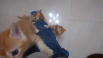 Iyi geceler demek isterdim ama kedilerin 