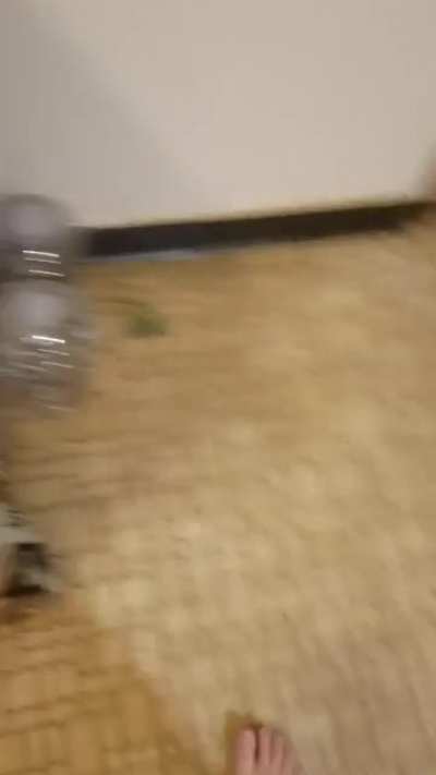 My take at a perfectly cut scream