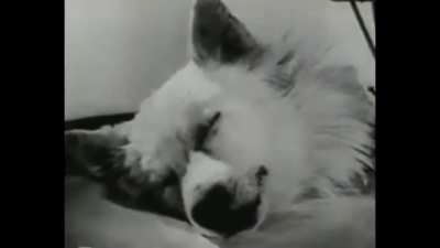 cursed_dog