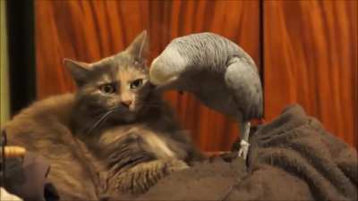 Parrot annoys cat