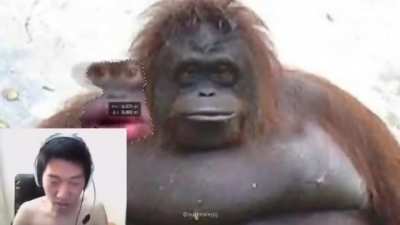 monke