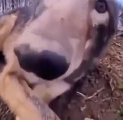 Booop