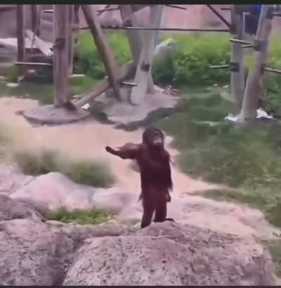 Monke