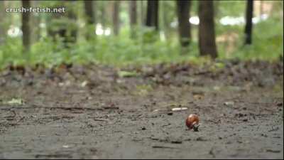 Walkover Snail Crush - Telegram: CrushPanel