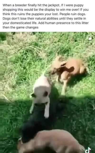 Found on Facebook in a pitbull group. Call me crazy but this definitely isn&rsquo;t the type of behavior that would, &ldquo;win me over.&rdquo; How can this dude watch the video &amp;amp; say, &ldquo;people ruin dogs.&rdquo; I&rsquo;ve never seen this level of aggression in any litter - his cap