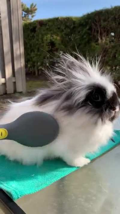 Lionhead dwarf rabbit says henlo