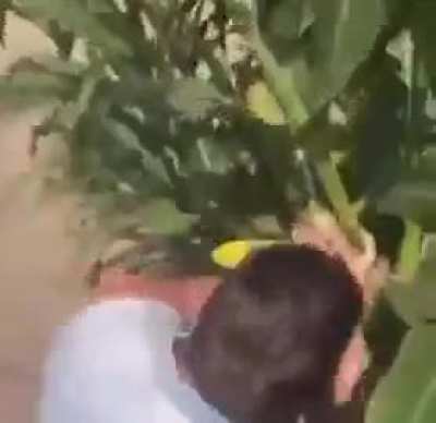 Man I love corn
