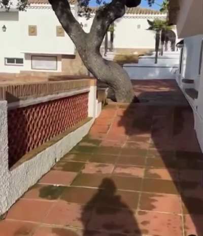 Lince ib&eacute;rico capturando un gato domestico