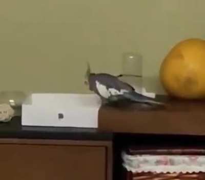 Cockatiels are such majestic creatures