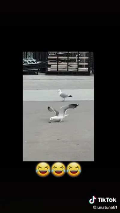 Experimenting on seagulls