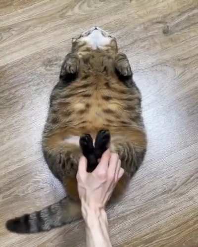 Smol and Chonk
