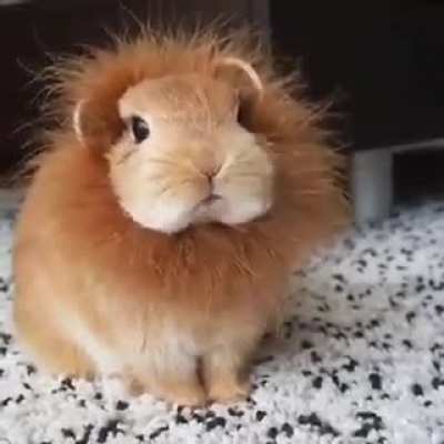 Cutest little lion