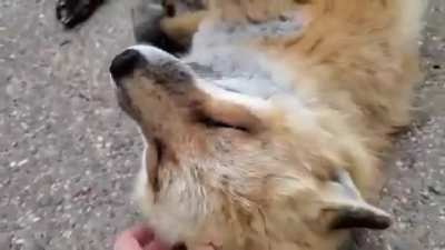 Foxes laugh is terrifying