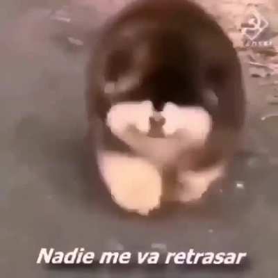 t&iacute;pico