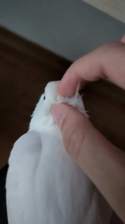 A very delayed scre-