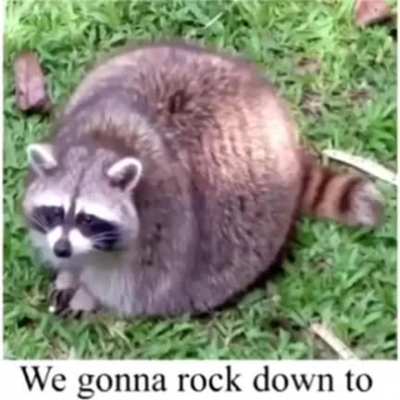 🦝