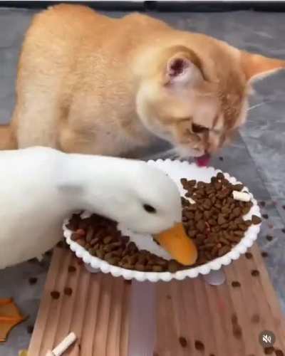 Calmest cat I&rsquo;ve ever seen.