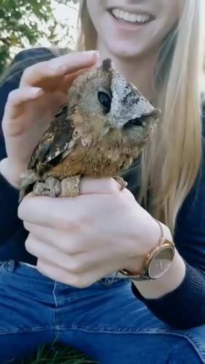 A baby owl
