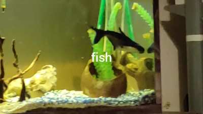 Subscribe for more fish videos
