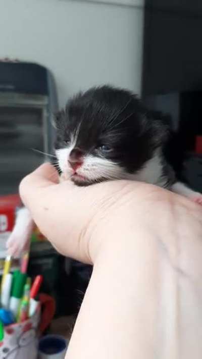 One week old