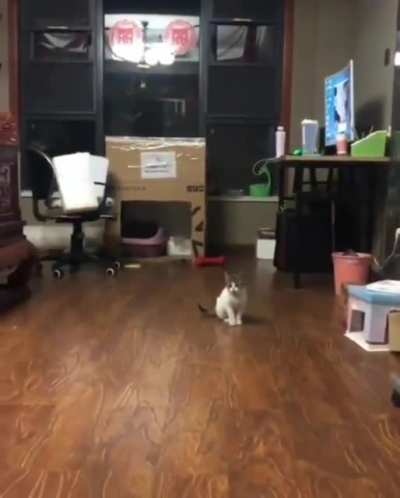Smart kitty