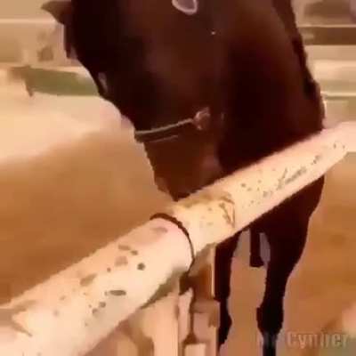 🐴