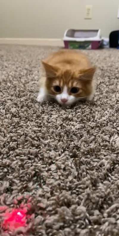 Apex Predator