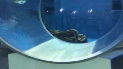 My buddy's eight year old daughter took this video at the Aquarium today!