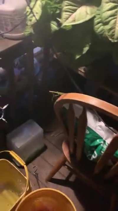 Tried to take a video of a praying mantis
