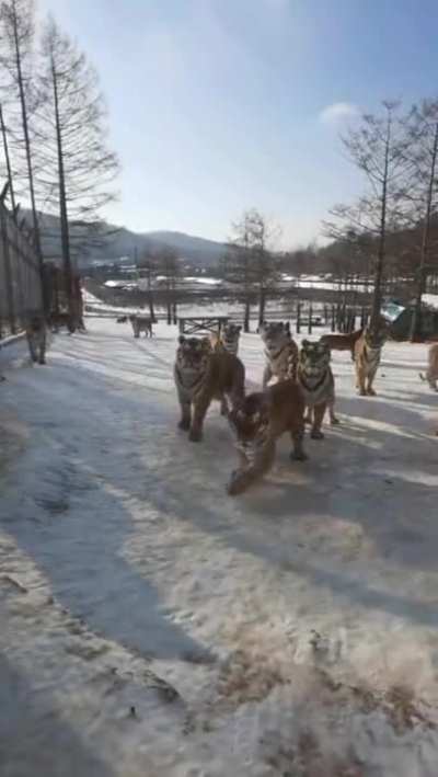 Big cats on snow