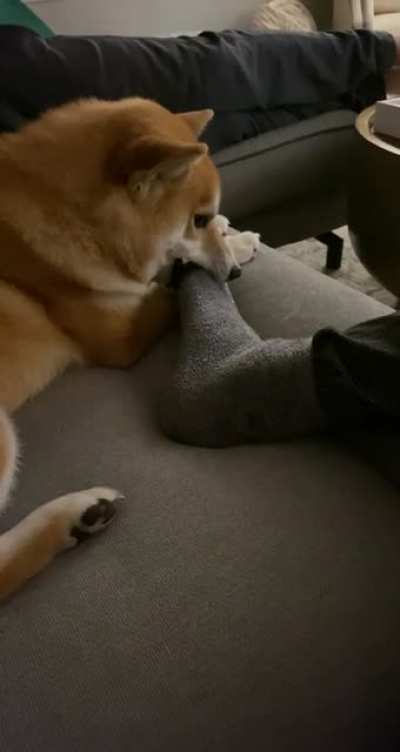 &ldquo;MOM IF YOU TOUCH ME I&rsquo;LL EAT YOUR FO- nvm I guess it&rsquo;s ok...&rdquo;