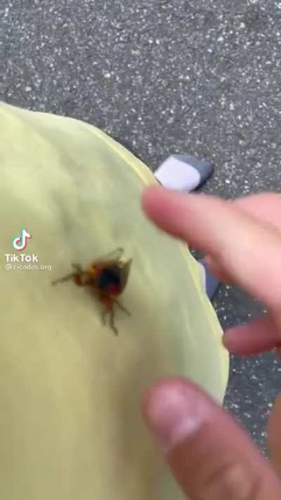 Cicada