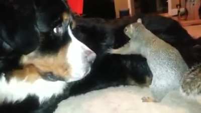 To hide the nut XD