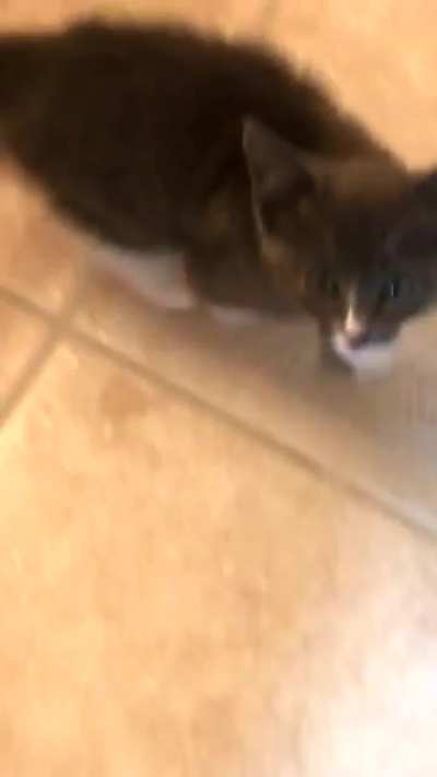 "She don&rsquo;t even meow she just SCREAMS"