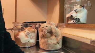 cAtS TrAPpeD iNSidE TiGHt coNtAIneR bY a SicK fUCk hAVe TO SUrVivE ofF tHeIR OWn fLeSh