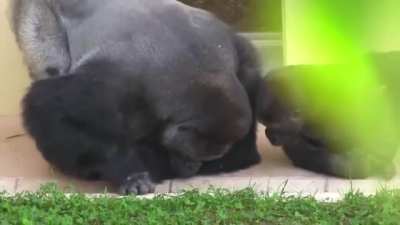 Silverback and his son, calmly observe a caterpillar.
