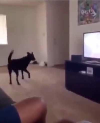 Hecking Bamboozled!