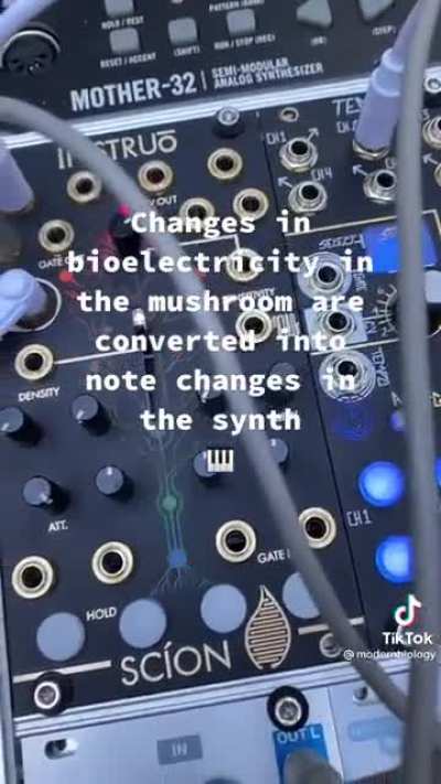 What mushrooms sound like! Credit @modernbiology on tiktok