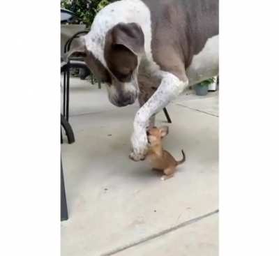 Tiny with a gentle Giant !